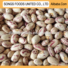 Chinese light speckled kidney beans, new crop